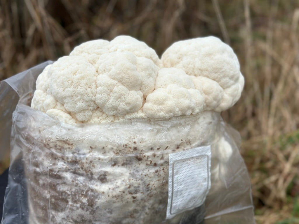 Lion's Mane TS1223 (Lion's Veil)