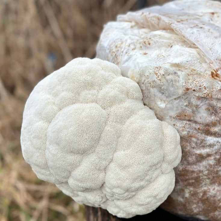 Lion's Mane TS1223 (Lion's Veil)