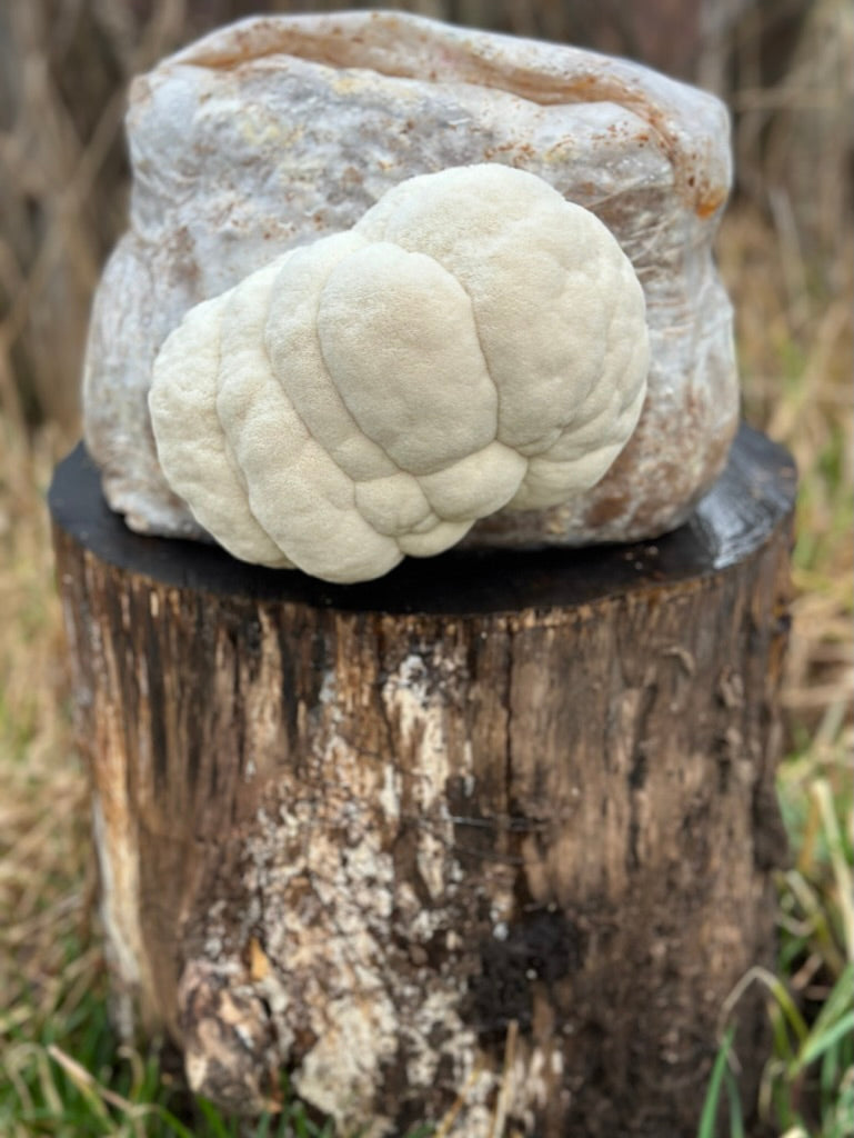 Lion's Mane TS1223 (Lion's Veil)