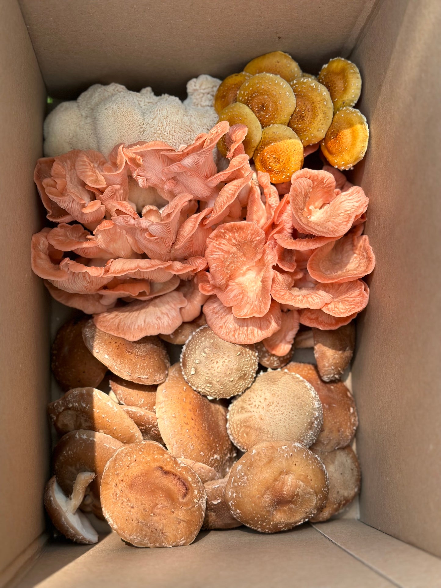 Large variety box fresh gourmet mushrooms