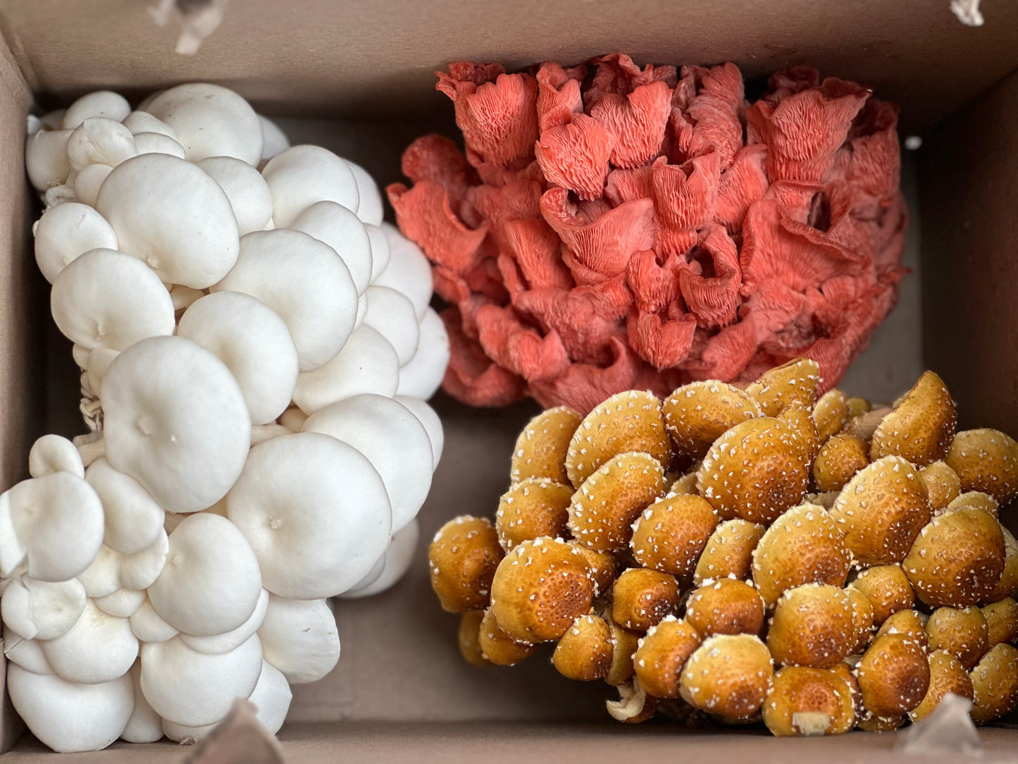 Large variety box fresh gourmet mushrooms