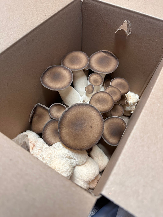 Large variety box fresh gourmet mushrooms