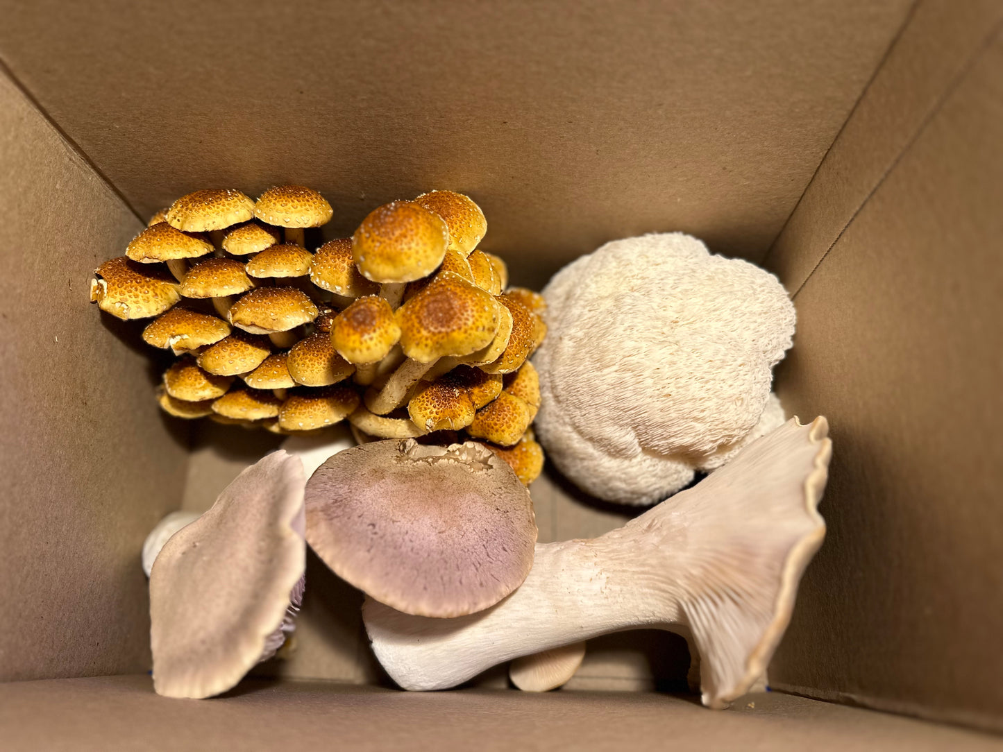 Large variety box fresh gourmet mushrooms