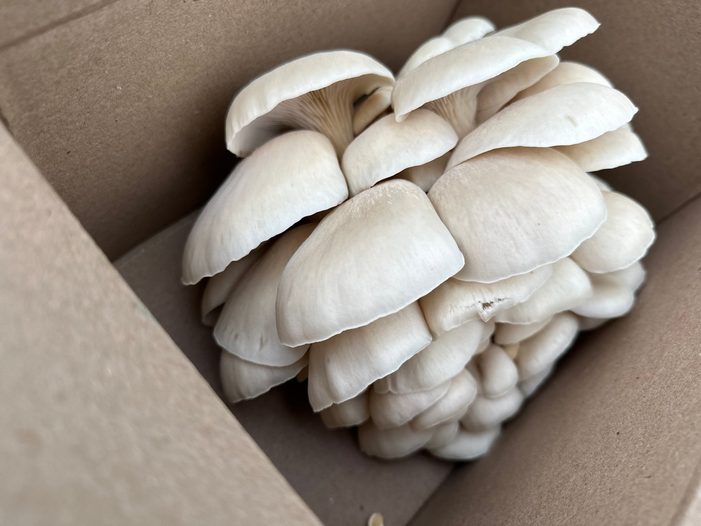 Medium box fresh oyster mushrooms