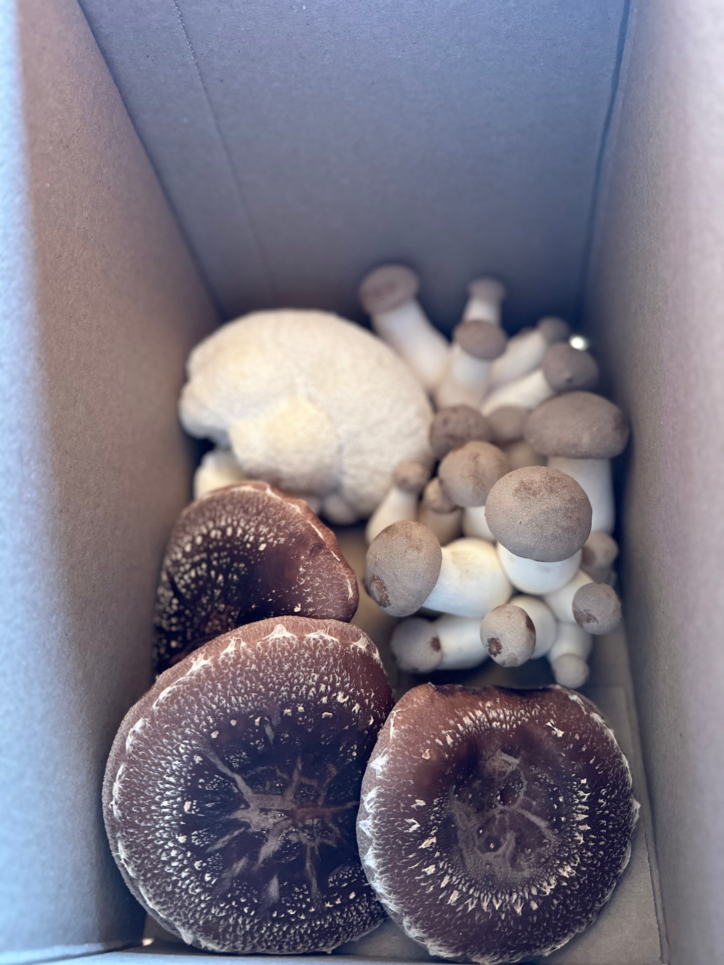 Large variety box fresh gourmet mushrooms