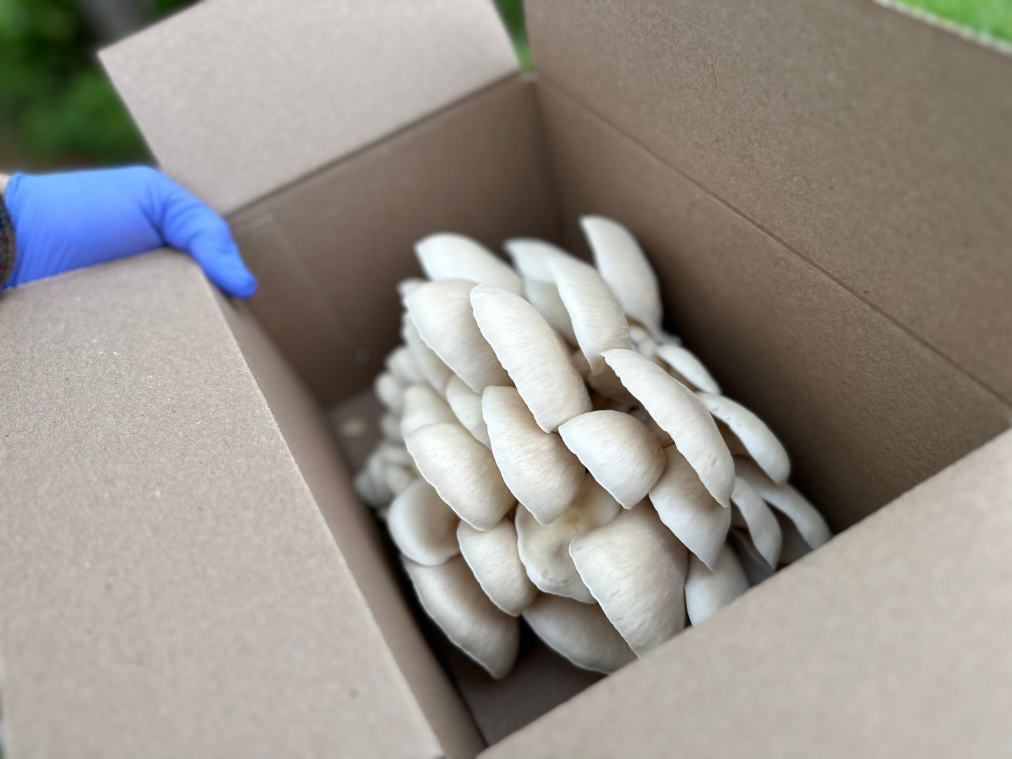 Medium box fresh oyster mushrooms